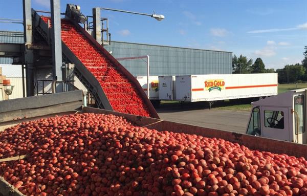 Red Gold and Redpack brand tomatoes are processed and canned within hours of their picking at its Indiana facilities.