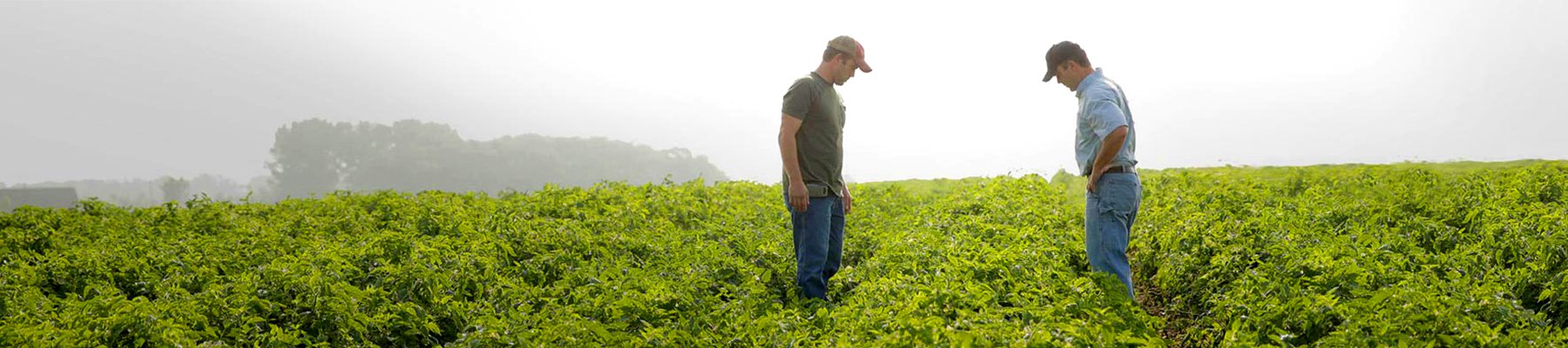 Two farmers inspecting their crops in a lush green field on a foggy morning.